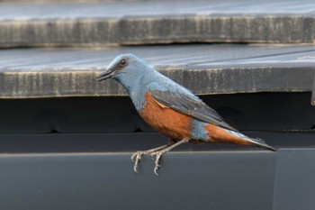 Blue Rock Thrush JR寺庄駅付近 Mon, 5/22/2023