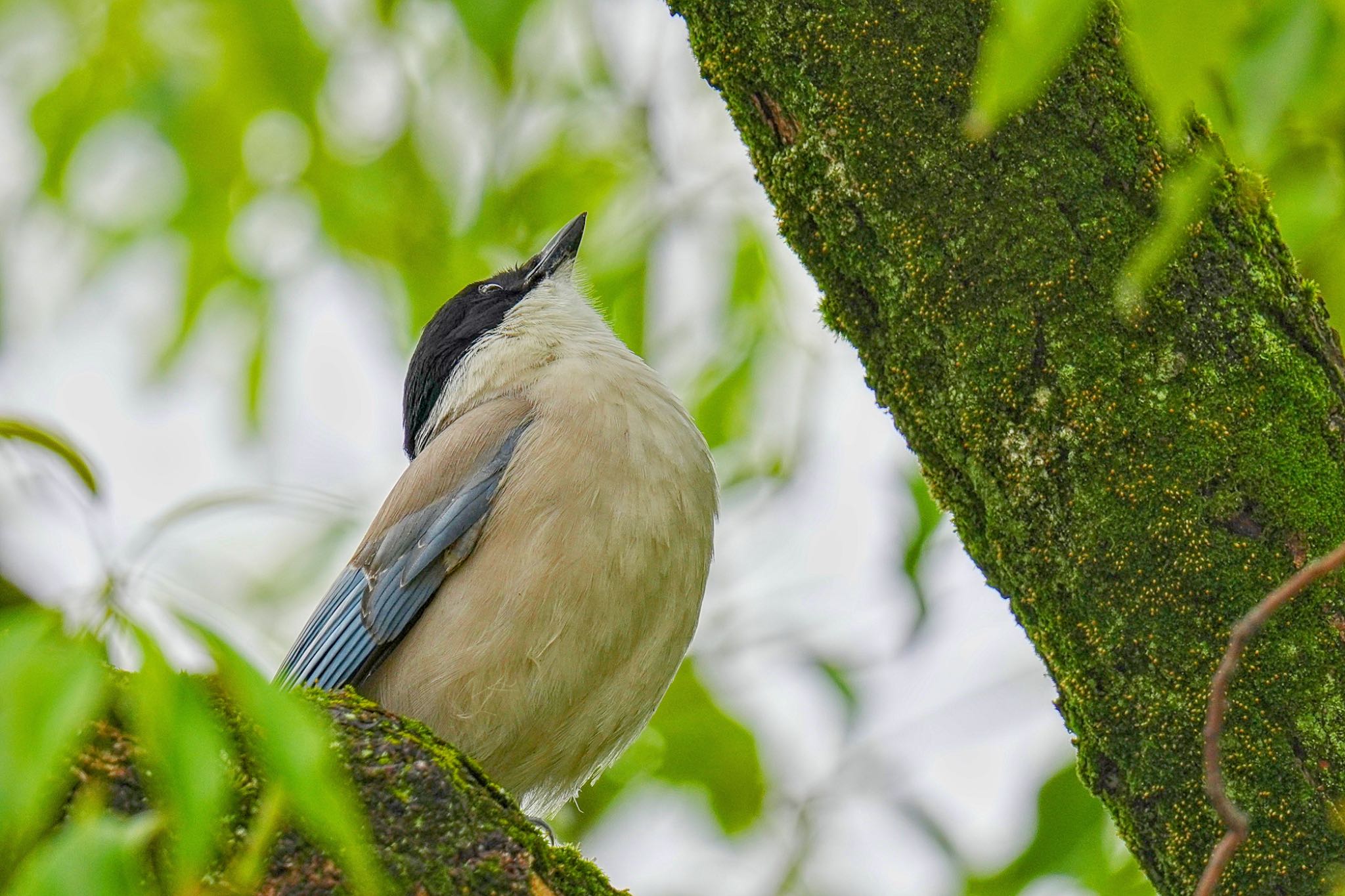 Azure-winged Magpie