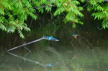 カワセミ 於大公園 2023年5月20日(土)