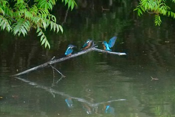 カワセミ 於大公園 2023年5月20日(土)