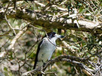 Grey Butcherbird Centennial Park (Sydney) Wed, 5/10/2023