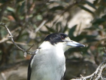 Grey Butcherbird Centennial Park (Sydney) Wed, 5/10/2023