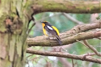 Narcissus Flycatcher 箕面公園(大阪府) Mon, 5/22/2023