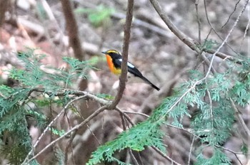 Narcissus Flycatcher 箕面公園(大阪府) Mon, 5/22/2023