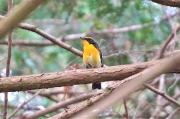 Narcissus Flycatcher 箕面公園(大阪府) Mon, 5/22/2023