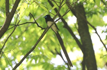 サンコウチョウ 大阪府大阪市 2017年5月4日(木)