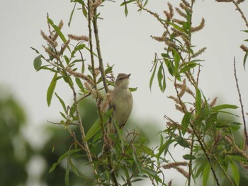 Oriental Reed Warbler 東屯田川遊水地 Mon, 5/22/2023