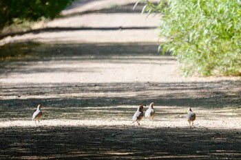 ズアカカンムリウズラ Henderson Bird Viewing Preserve 2023年5月9日(火)