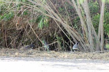 ズアカカンムリウズラ Henderson Bird Viewing Preserve 2023年5月9日(火)