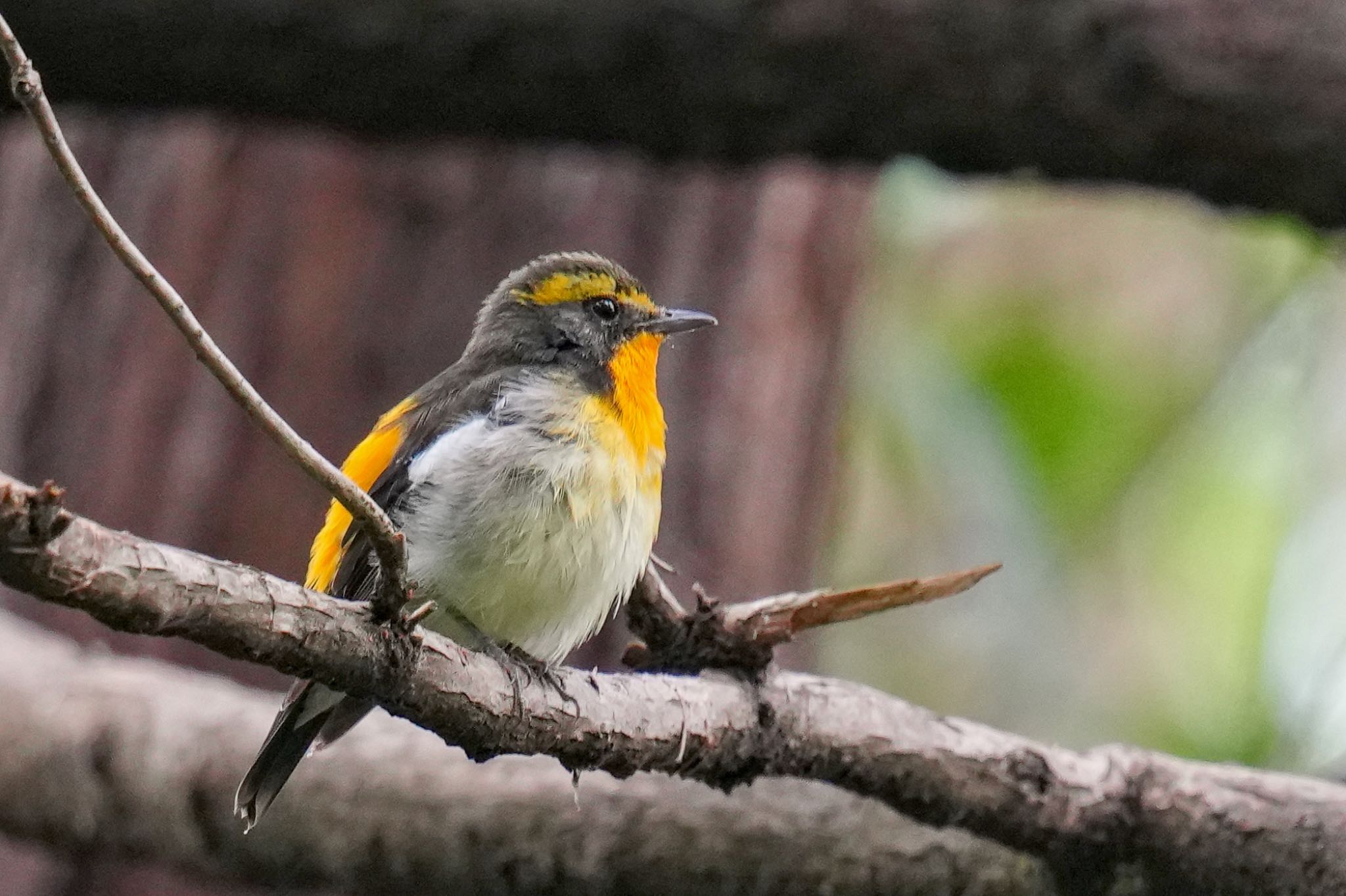 Narcissus Flycatcher