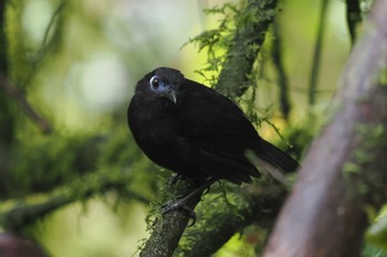 Blue-lored Antbird