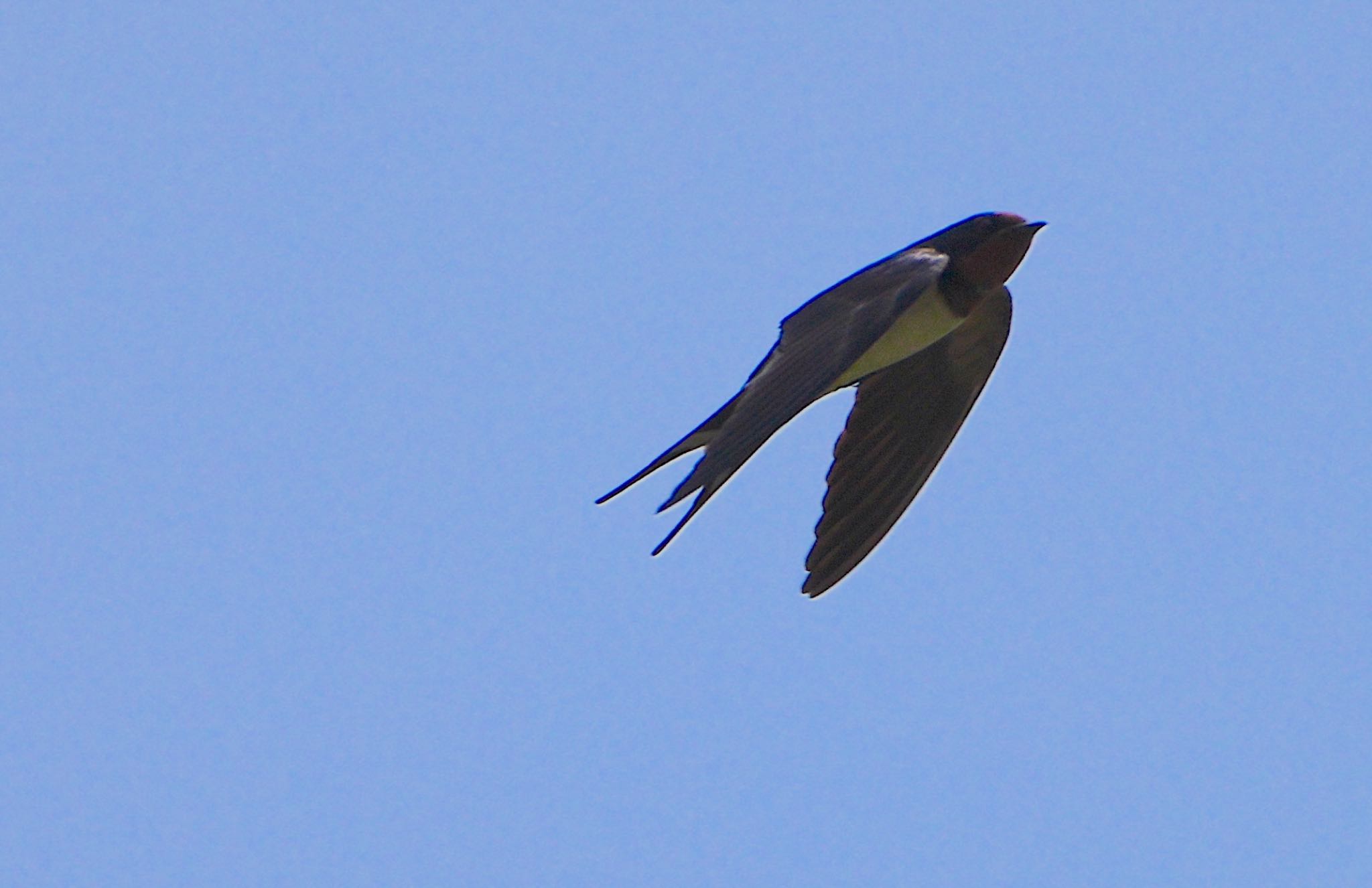 Photo of Barn Swallow at 各務原市民公園 by アルキュオン