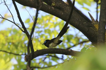 サンコウチョウ 大阪府大阪市 2017年5月4日(木)