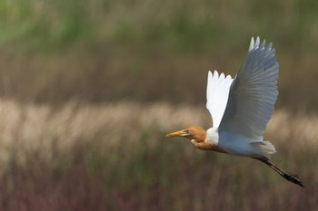 Eastern Cattle Egret Mishima Island Mon, 5/1/2023