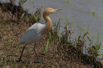 Eastern Cattle Egret Mishima Island Mon, 5/1/2023