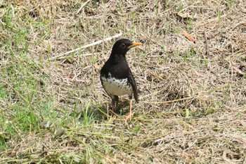 クロツグミ 大阪城公園 2023年4月16日(日)