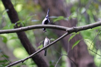 シジュウカラ 横浜市立金沢自然公園 2023年5月22日(月)