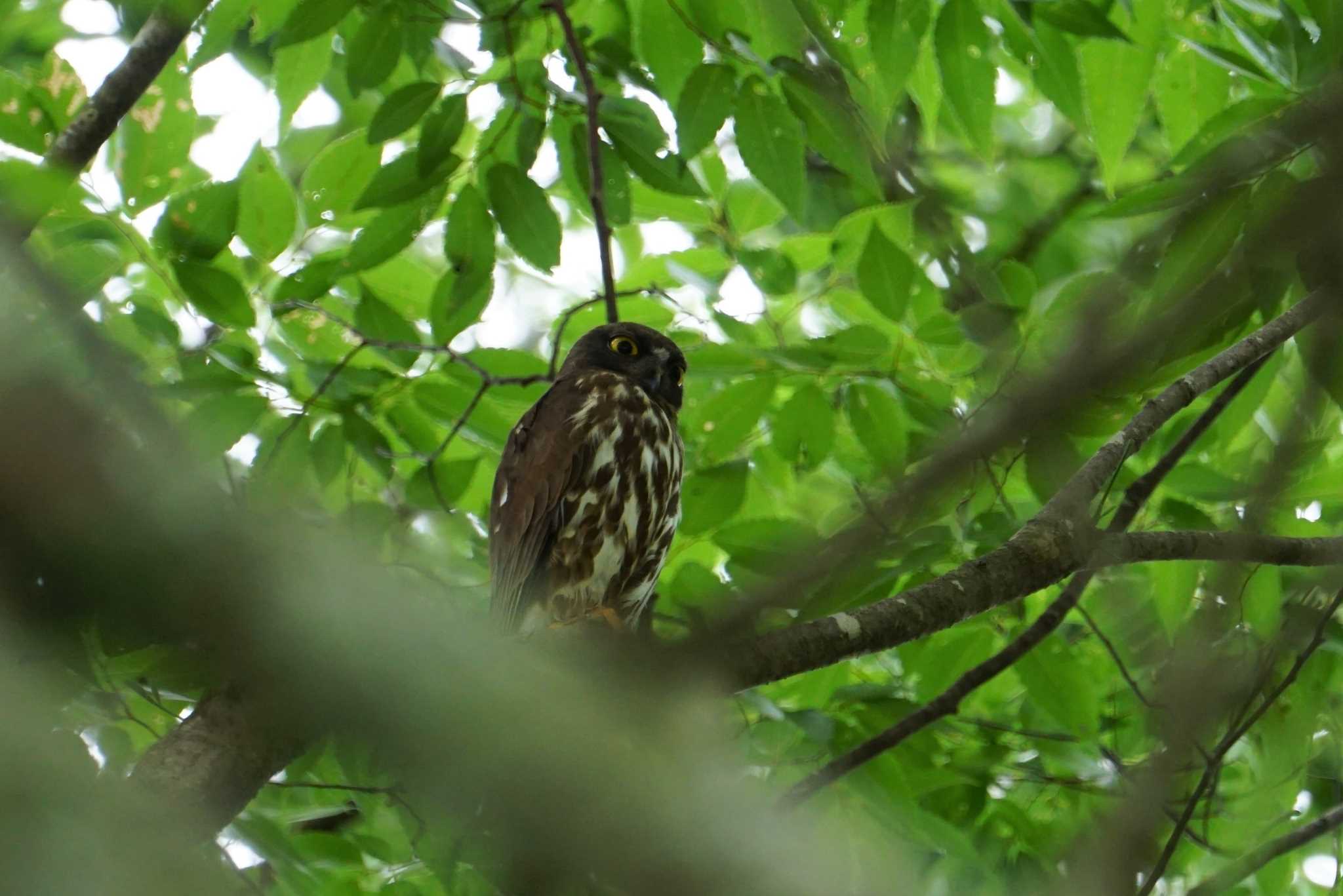 大阪府野間の大ケヤキ アオバズクの写真 by マル