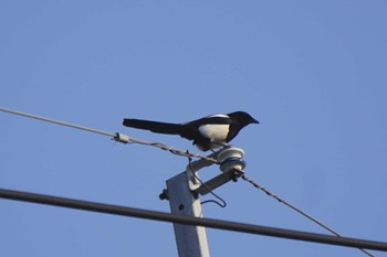 Eurasian Magpie 福津市 Sun, 5/21/2023