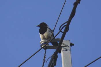 Eurasian Magpie 福津市 Sun, 5/21/2023