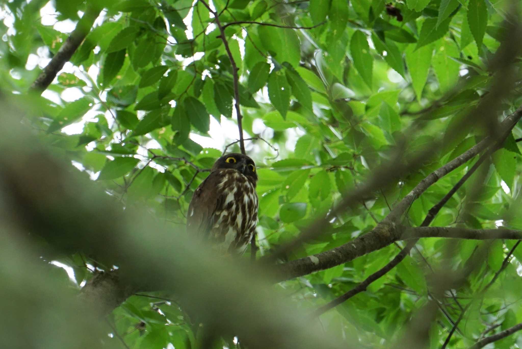 大阪府野間の大ケヤキ アオバズクの写真 by マル