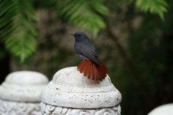 Plumbeous Water Redstart 烏来(台湾) Wed, 5/17/2023