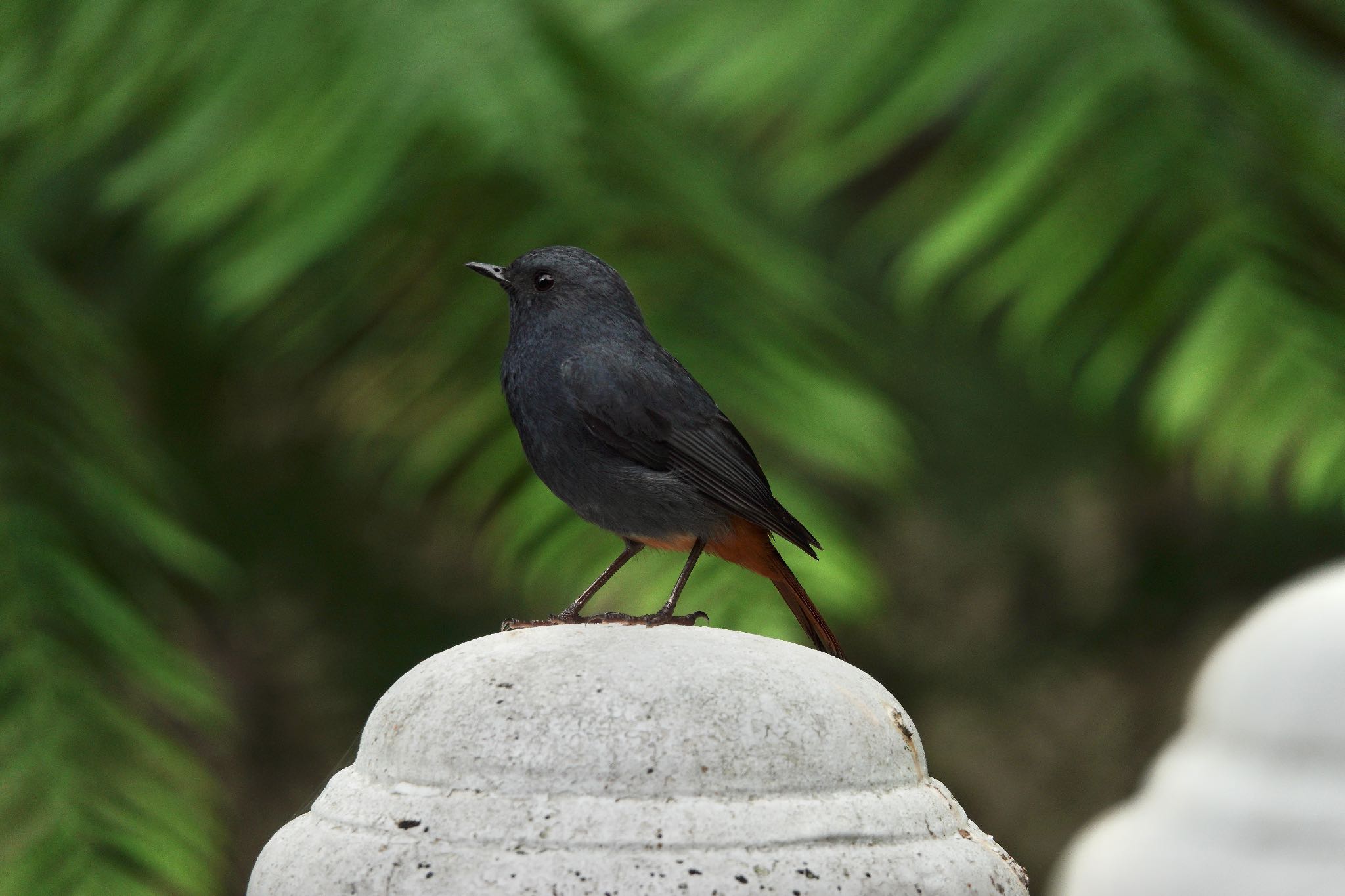 Plumbeous Water Redstart