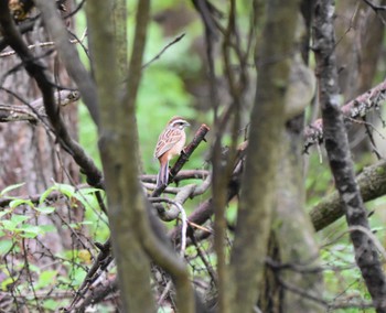 Sat, 5/20/2023 Birding report at Karuizawa wild bird forest