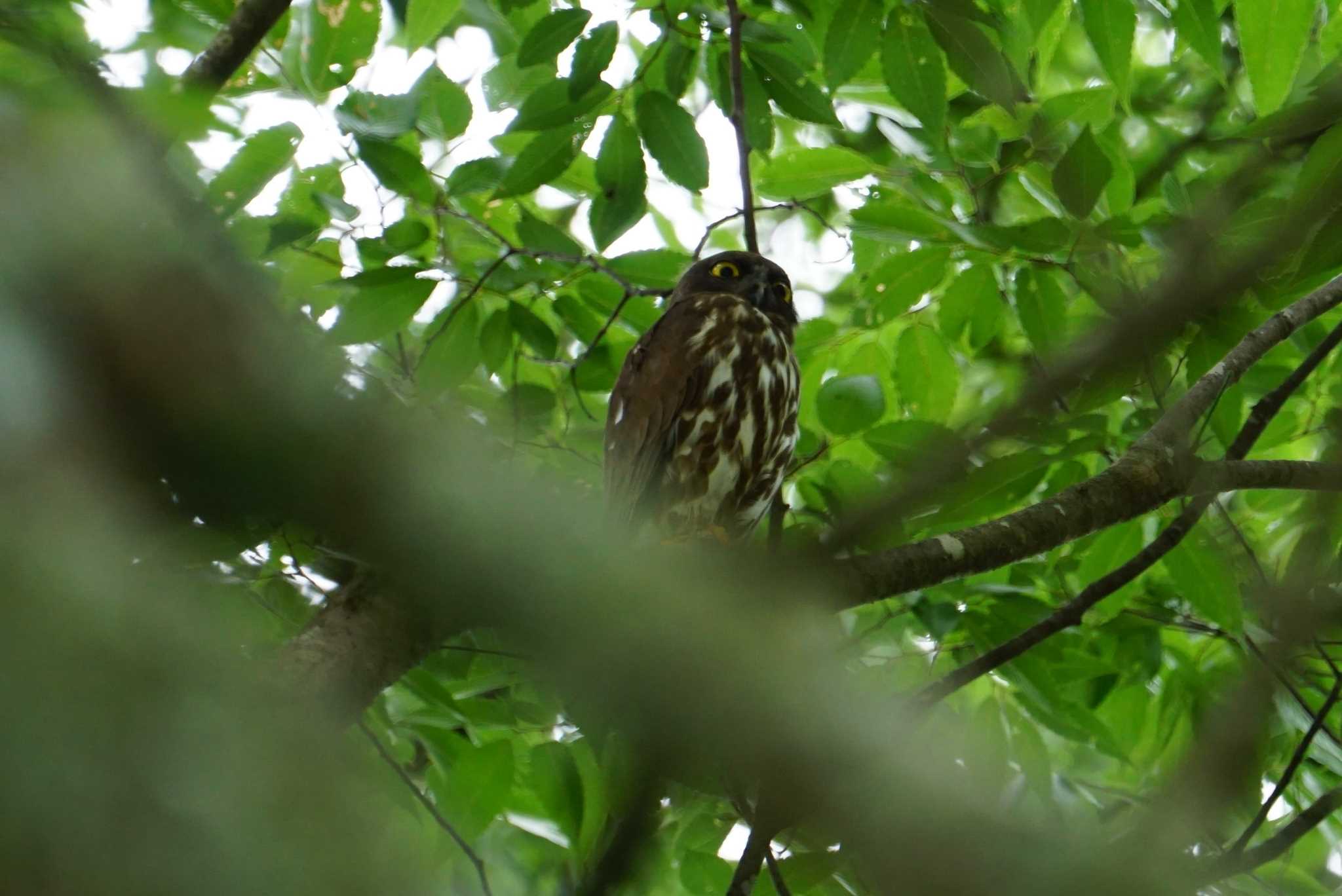 大阪府野間の大ケヤキ アオバズクの写真 by マル