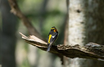 Narcissus Flycatcher 札幌市 Sun, 5/14/2023