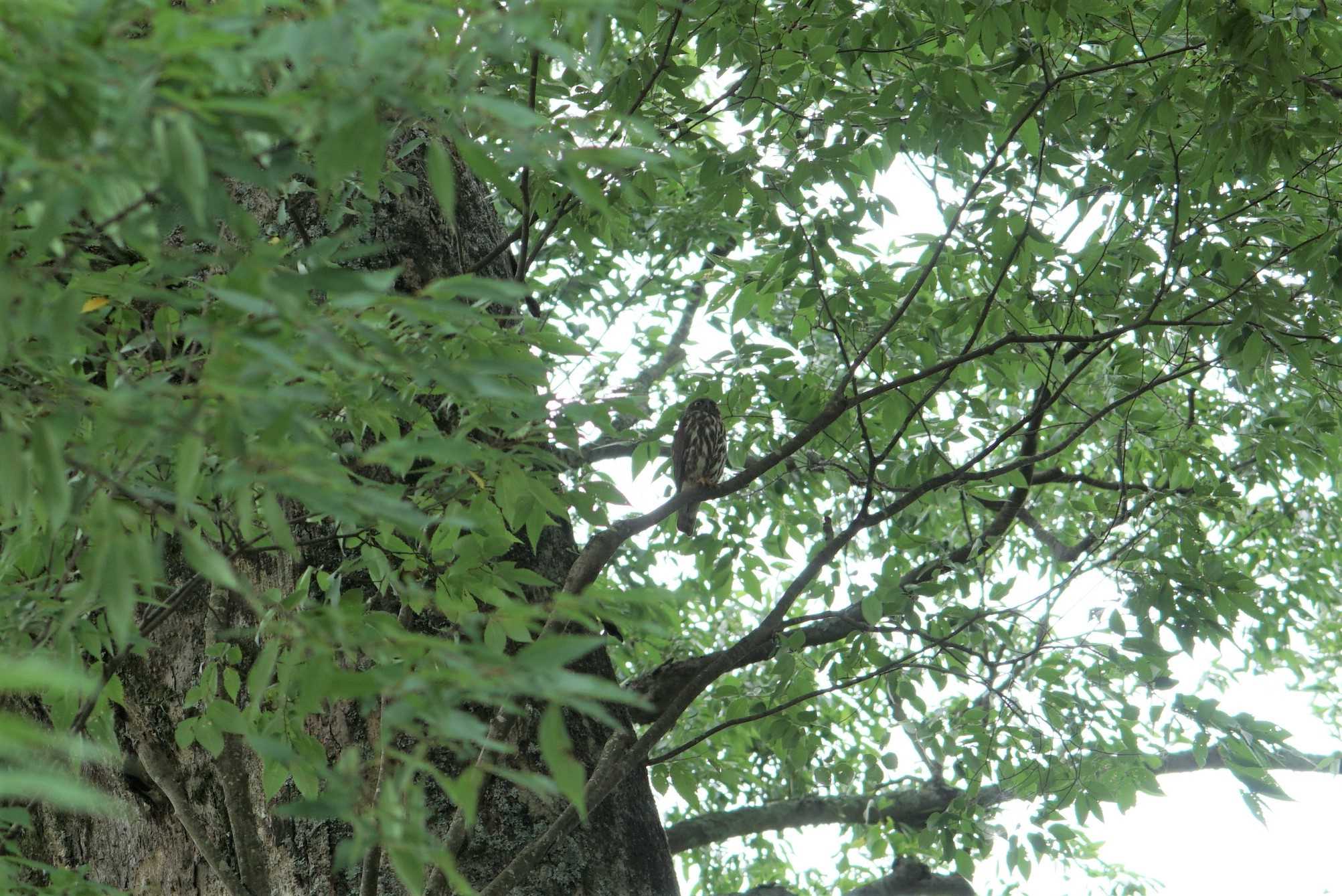 大阪府野間の大ケヤキ アオバズクの写真 by マル