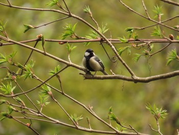 Japanese Tit Hakodateyama Fri, 5/5/2023