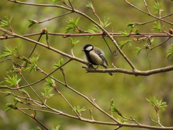 Japanese Tit Hakodateyama Fri, 5/5/2023