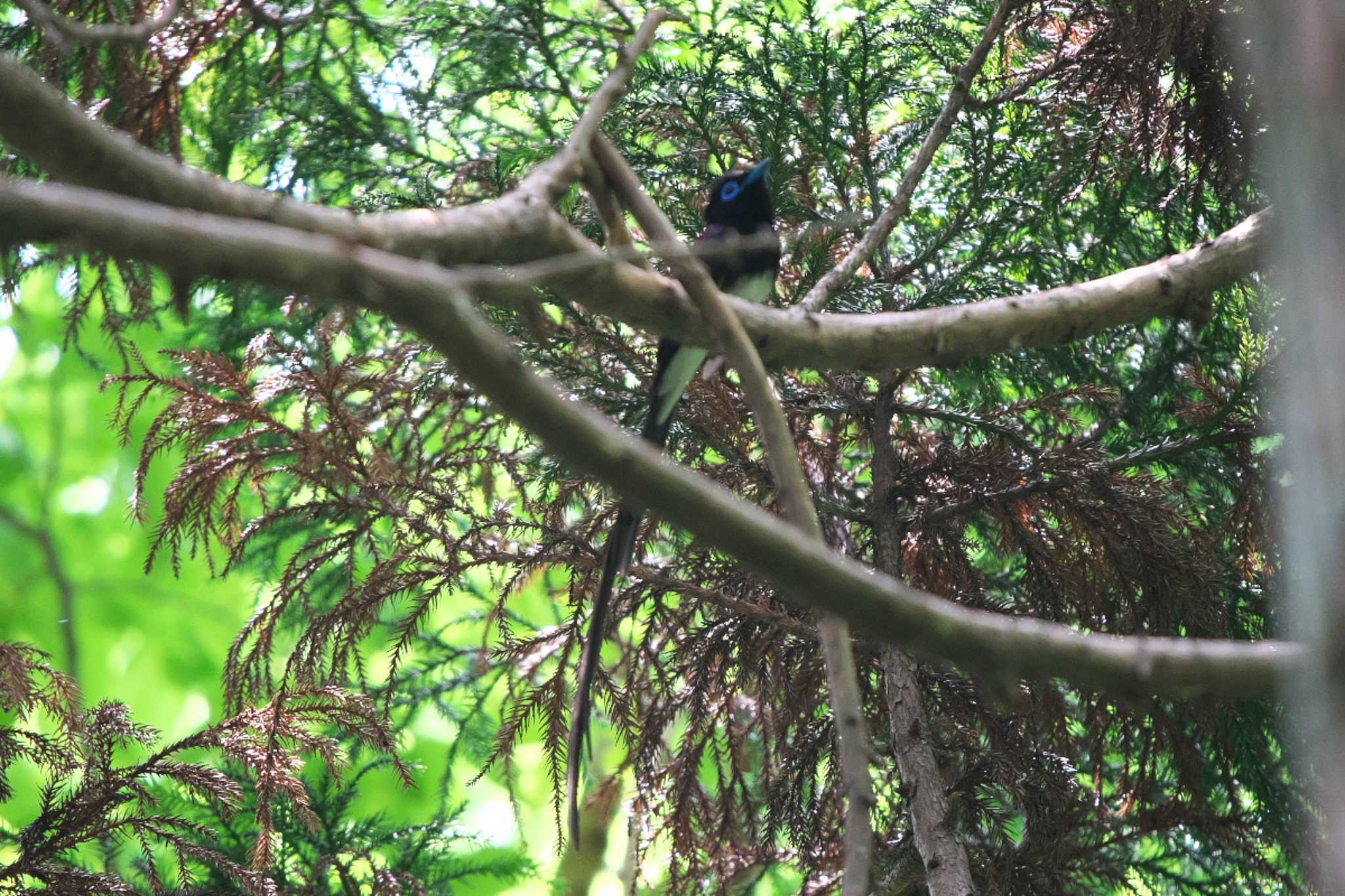 Black Paradise Flycatcher