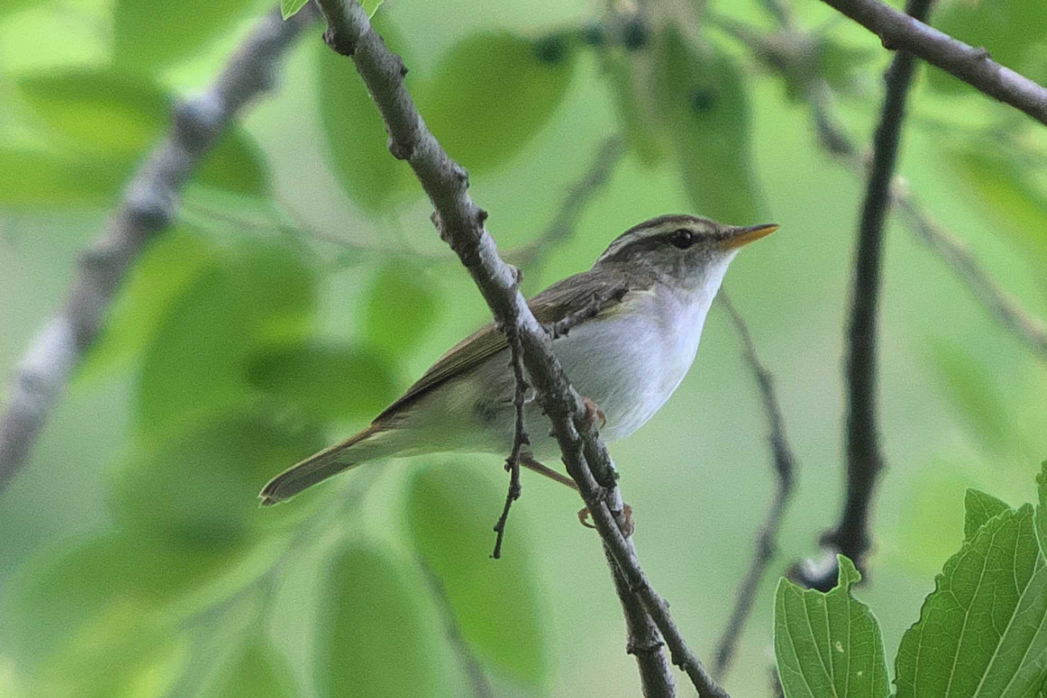 Eastern Crowned Warbler