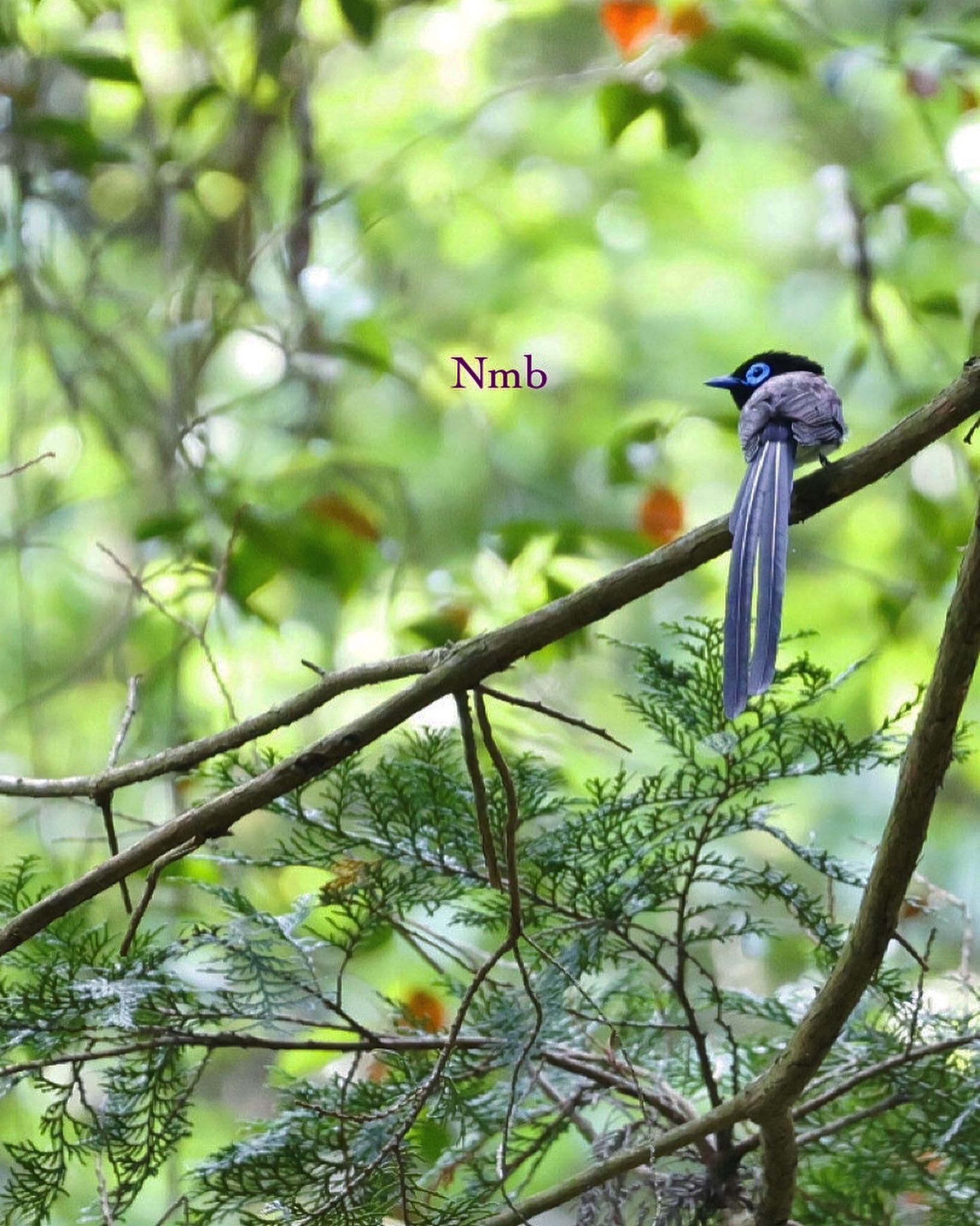 Photo of Black Paradise Flycatcher at  by soul.number.358