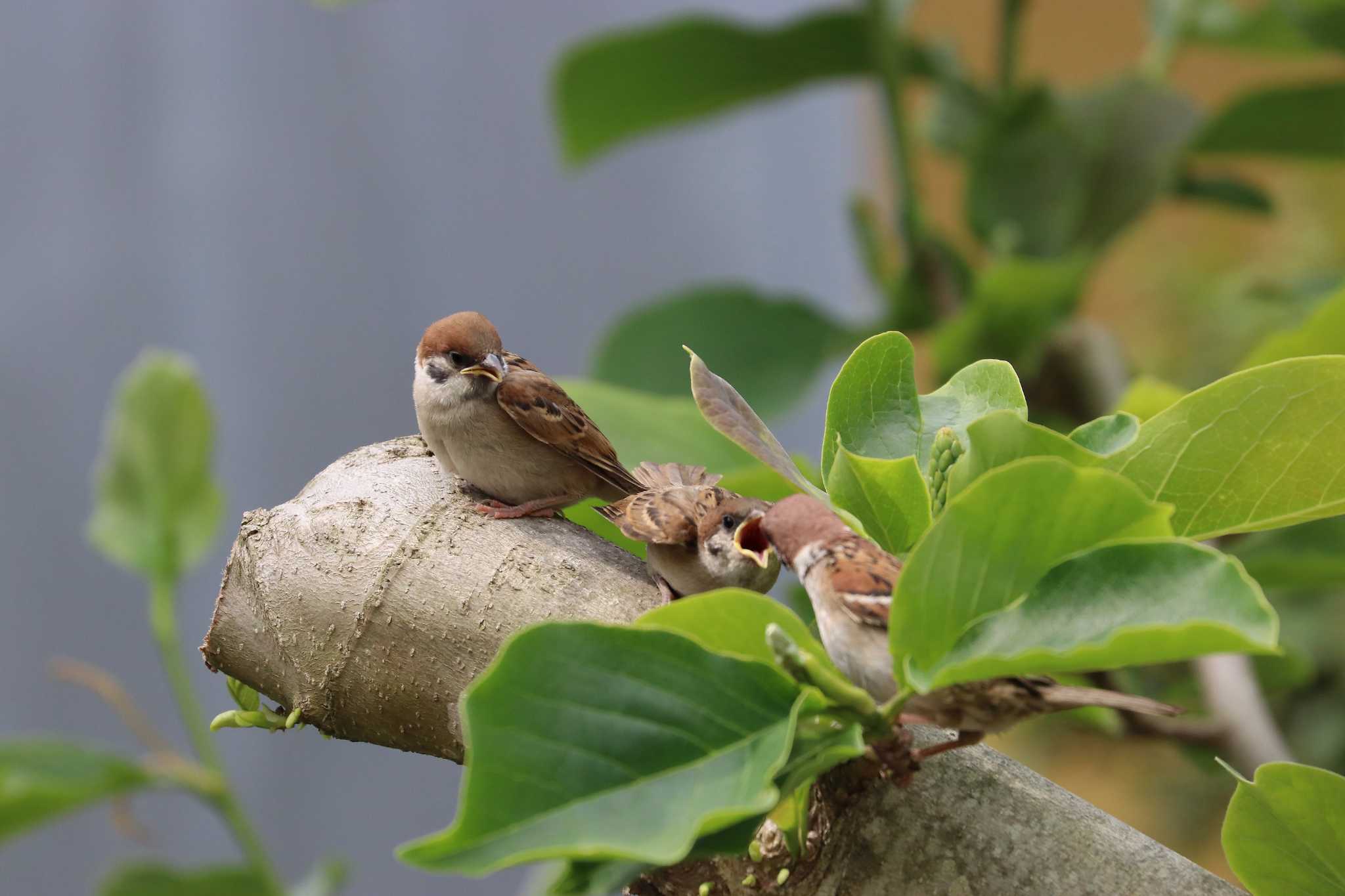 Photo of Eurasian Tree Sparrow at 自宅庭 by アカウント13008