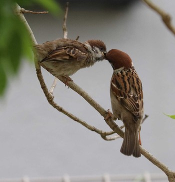 Eurasian Tree Sparrow 自宅庭 Sat, 5/13/2023