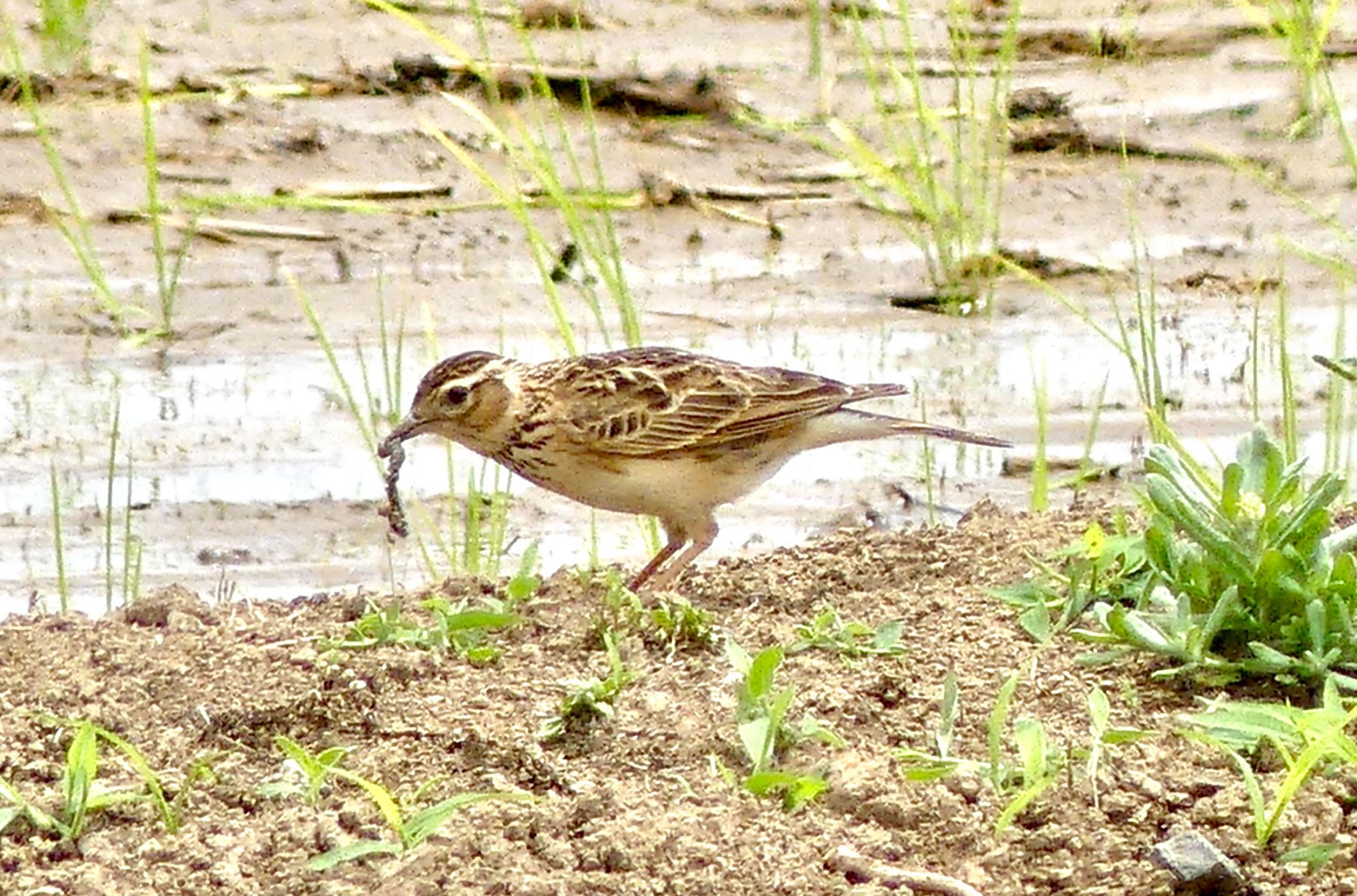 Photo of Eurasian Skylark at Isanuma by カバ山PE太郎