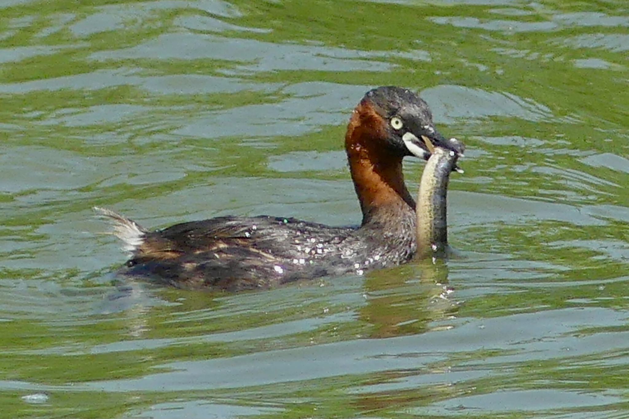 Little Grebe