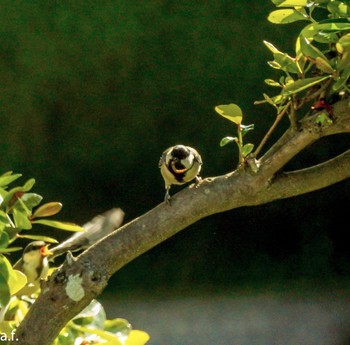 Japanese Tit 町田市 Sun, 5/21/2023