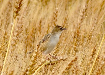 Sun, 5/21/2023 Birding report at Isanuma