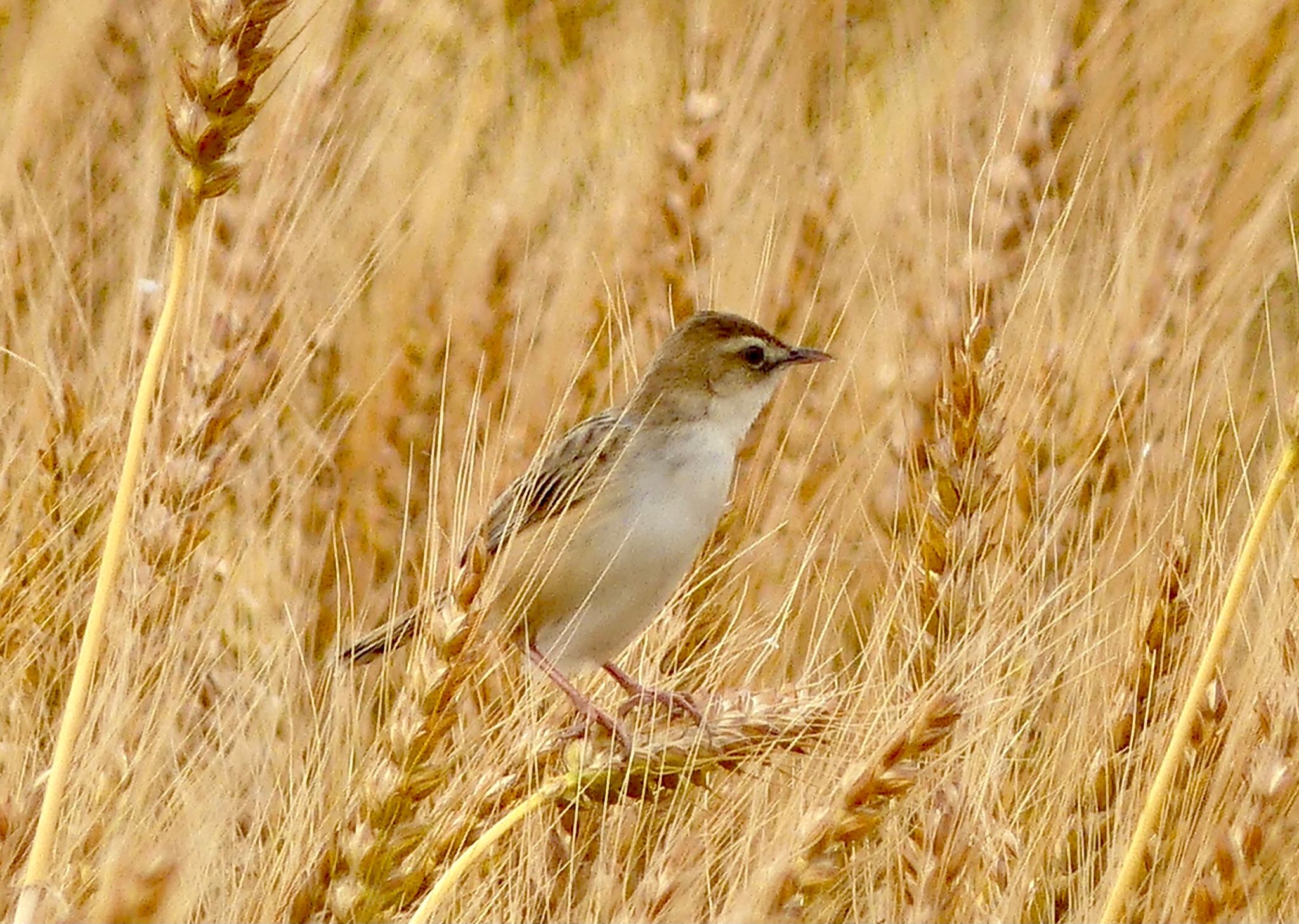 Zitting Cisticola