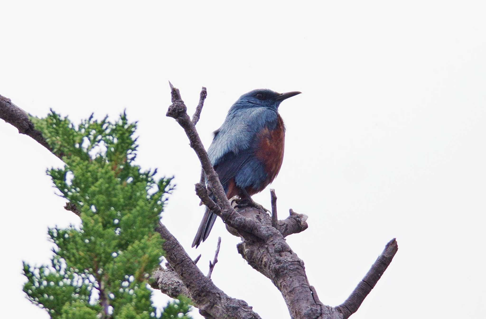 Photo of Blue Rock Thrush at  by くまのみ