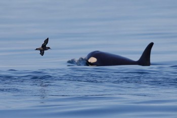 Short-tailed Shearwater 知床沖 Sat, 5/20/2023