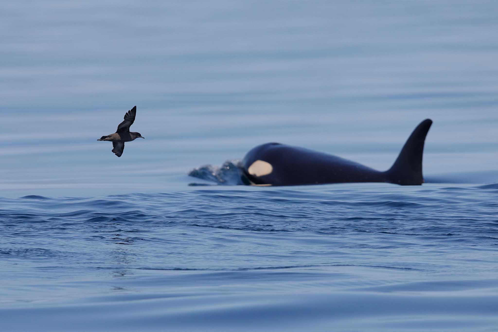 Photo of Short-tailed Shearwater at 知床沖 by Hatamoto Akihiro