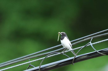 Japanese Wagtail 茨城県大子町 Fri, 5/12/2023