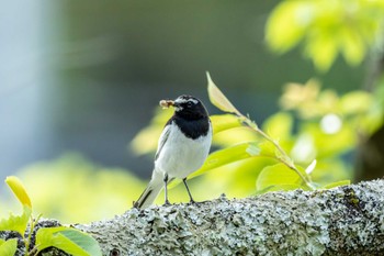 Japanese Wagtail 茨城県大子町 Fri, 5/12/2023