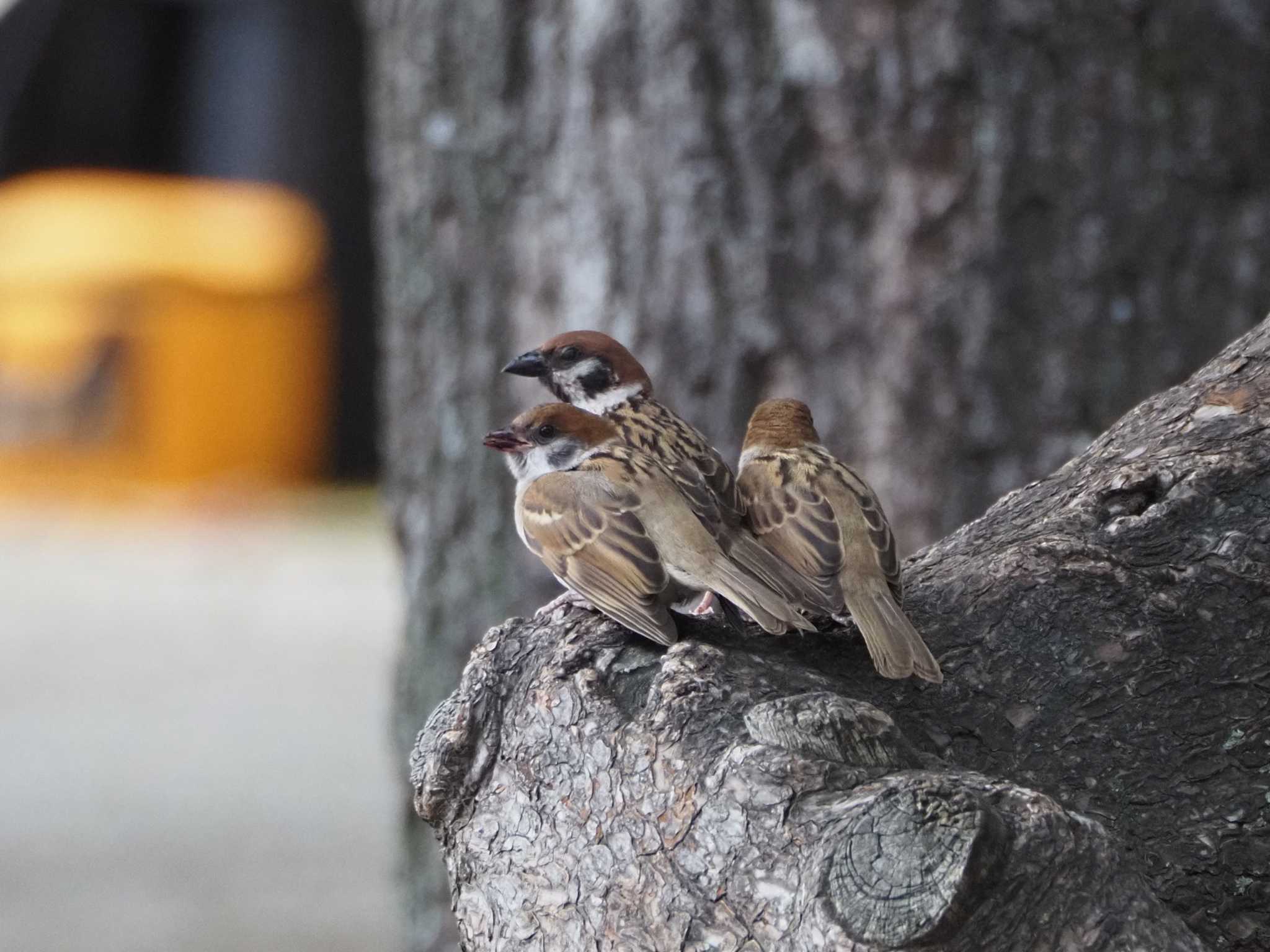 Eurasian Tree Sparrow