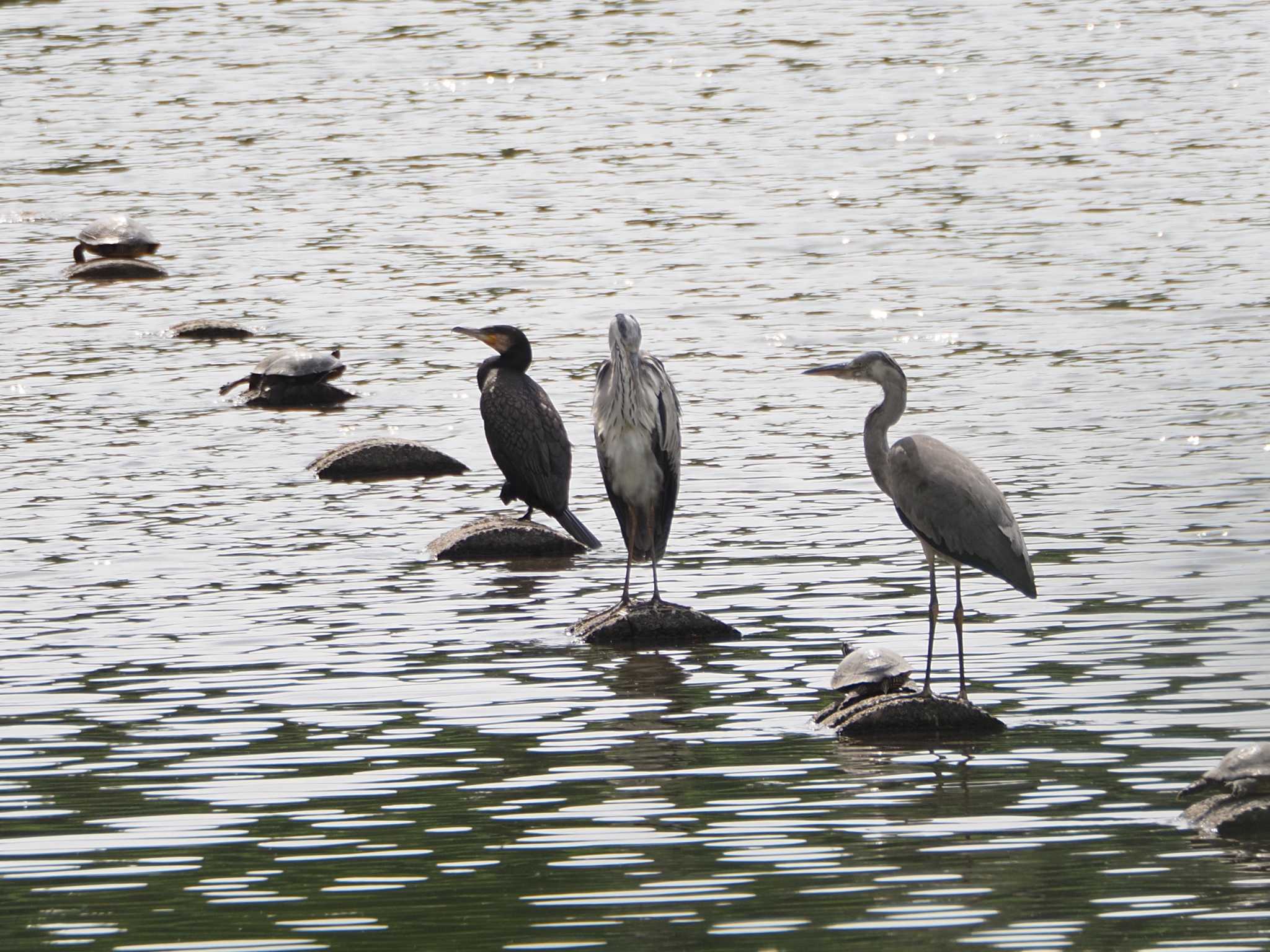 Grey Heron